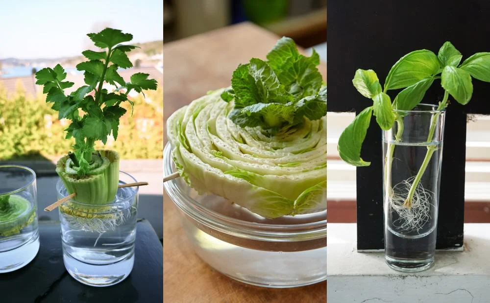 Regrowing Vegetables