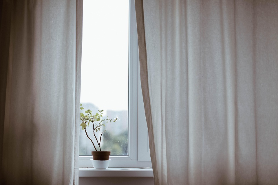 Best Indoor Plants for Home Air Quality and Decor