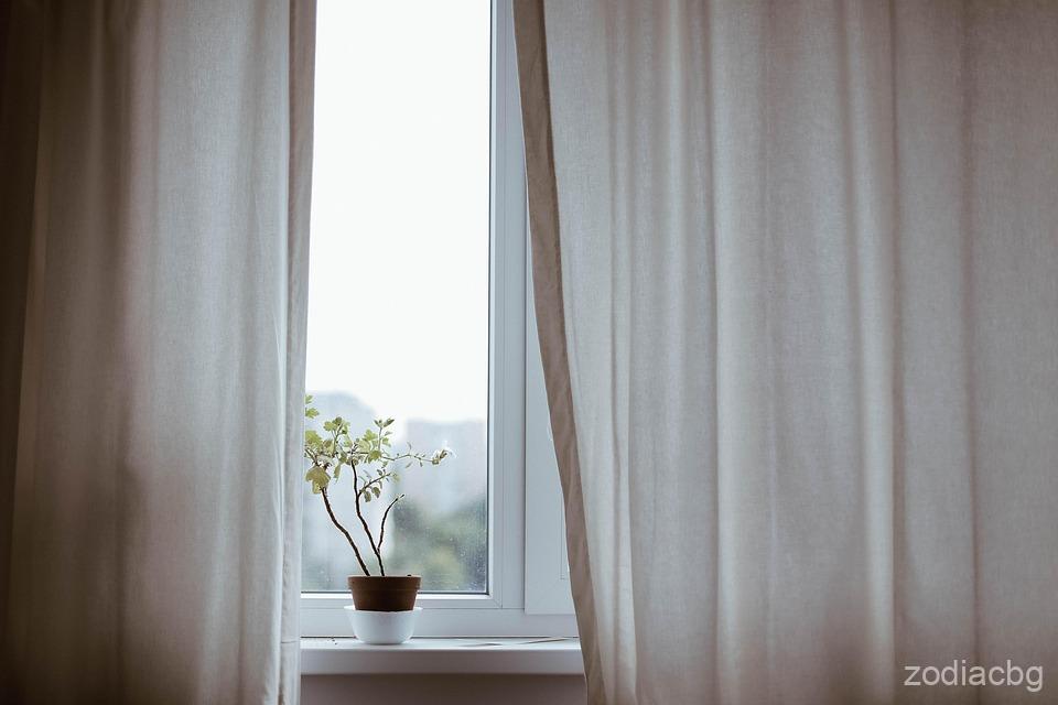 Best Indoor Plants for Home Air Quality and Decor