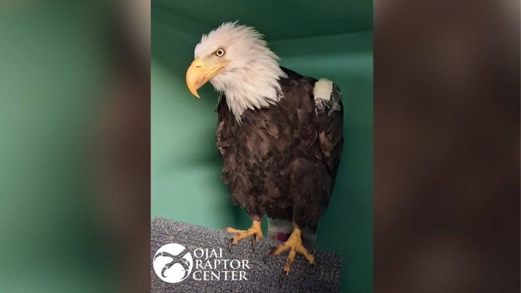 Big Bear Eagle Jackie Moved From ICU in Recovery Progress